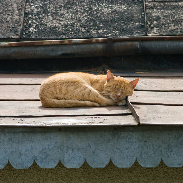 Cat on a hot tin roof