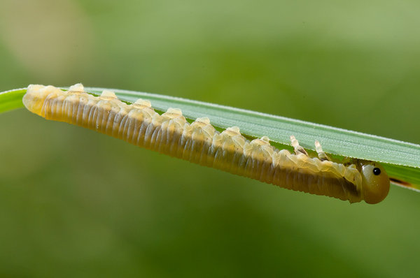 caterpillar