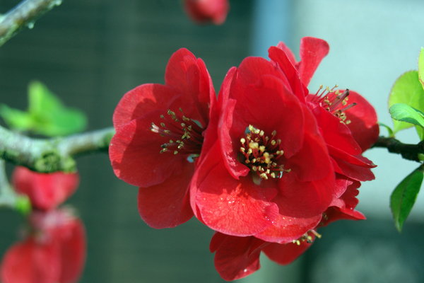 Chaenomeles flowering Quince