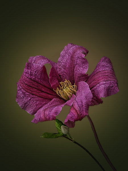 Clematis