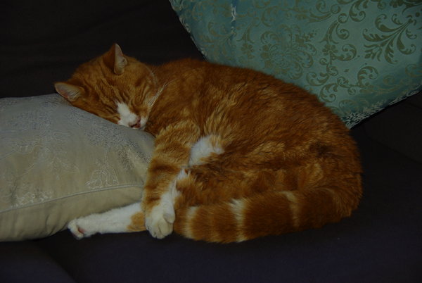 Contentment
