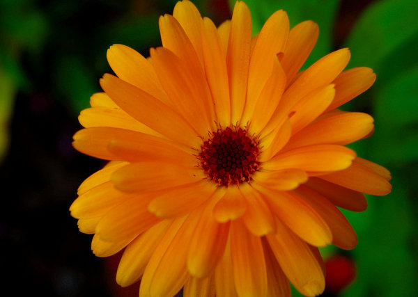 Cottage garden Marigold