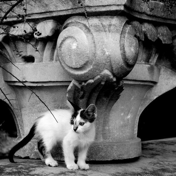 Cultured Kitten