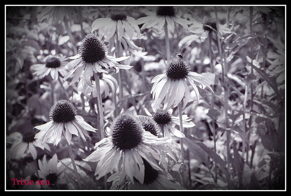 Daisys and fly.
