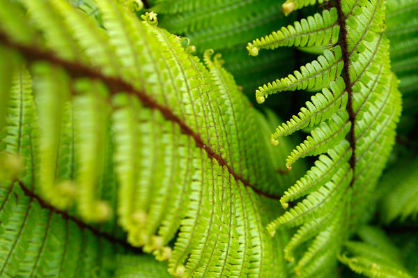 Fern