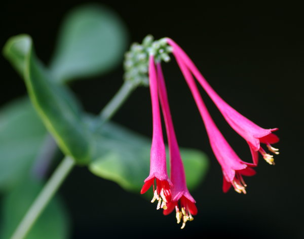 From the Garden