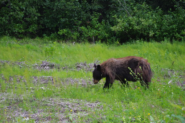 Fuzzy-Wuzzy was a Bear