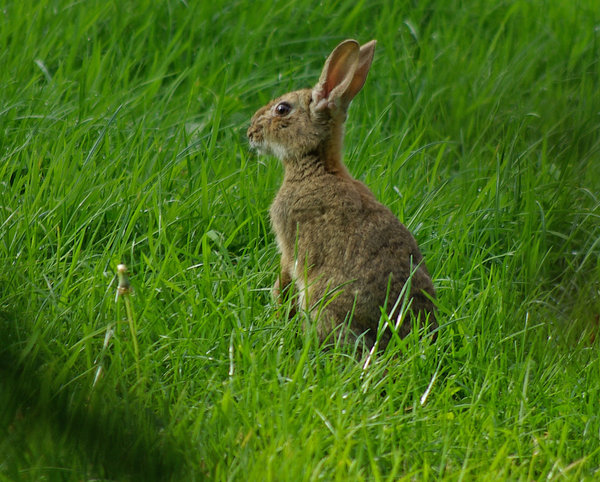Hare or rabbit?