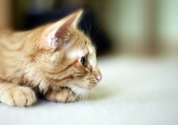 Horatio