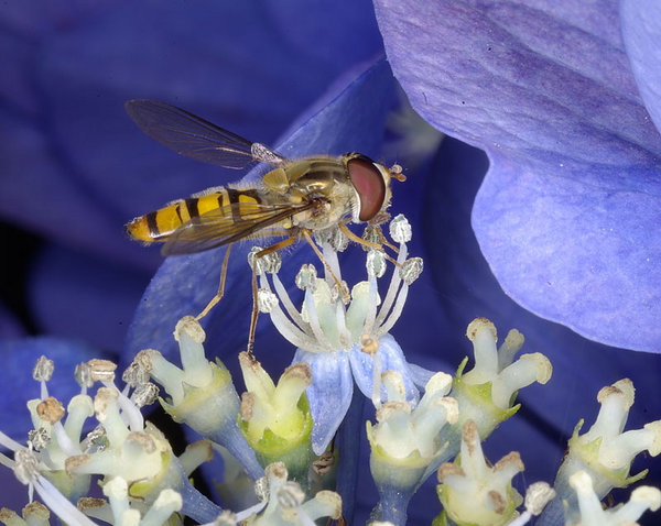 Hover Fly