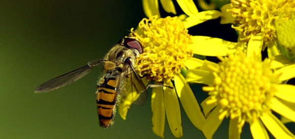 HOVERFLY