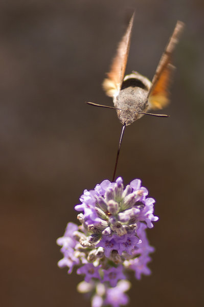 Hummingbird Hawk Moth