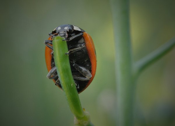 Ladybird & Stem - in colour!