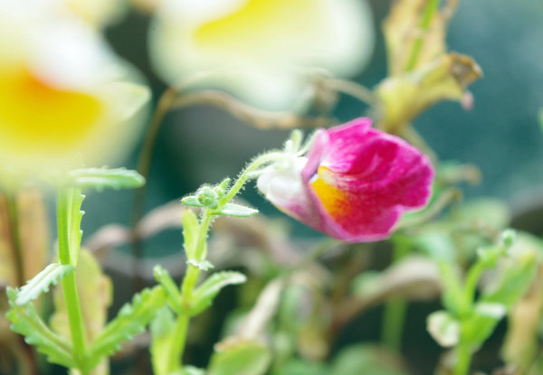 Late summer flowers