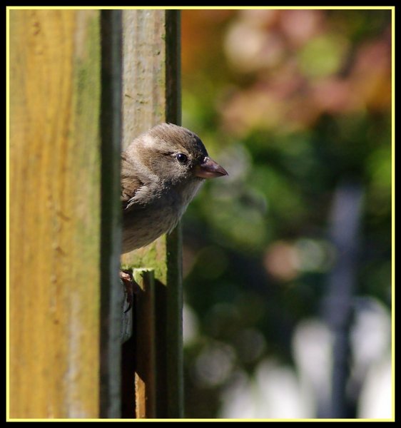 Little bird