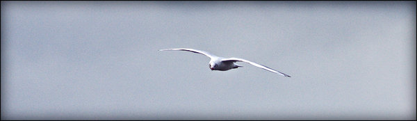 Lone Gull