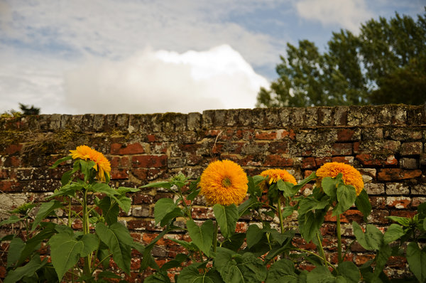Lullington Castle Gardens - Flowers