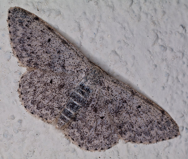 Moth