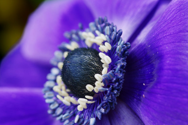 Ok, so it's a flower!