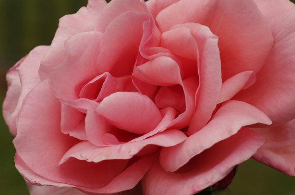Ok, so it's a rose!
