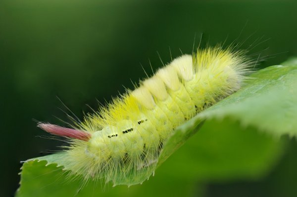 Pale tussock caterpillar
