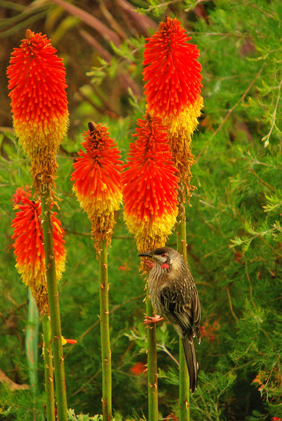 red hot pokers