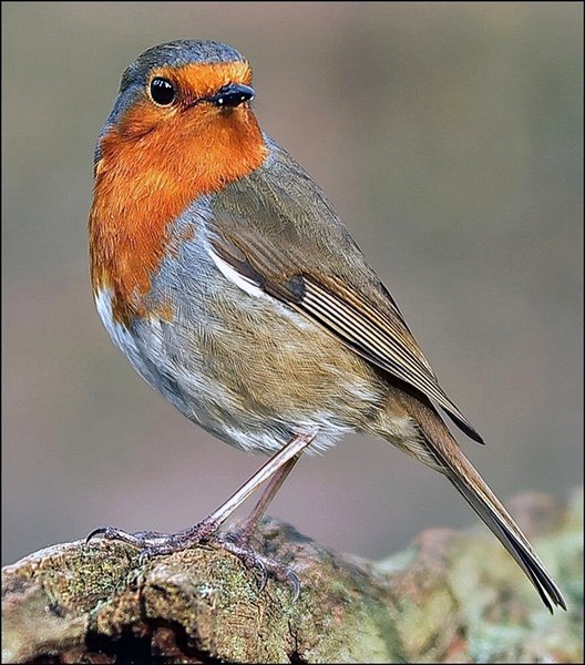 Robin