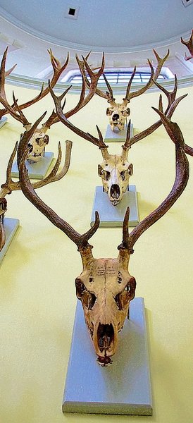 Stags Heads