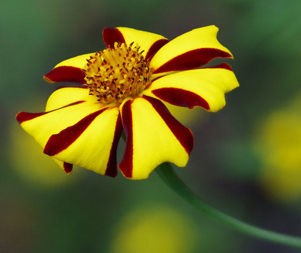 Striped Marigold