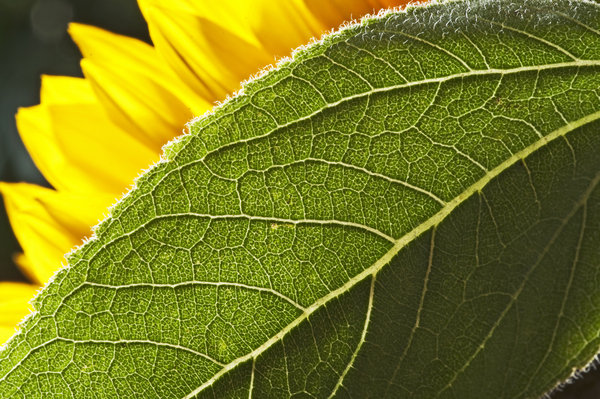 Sunflower 2