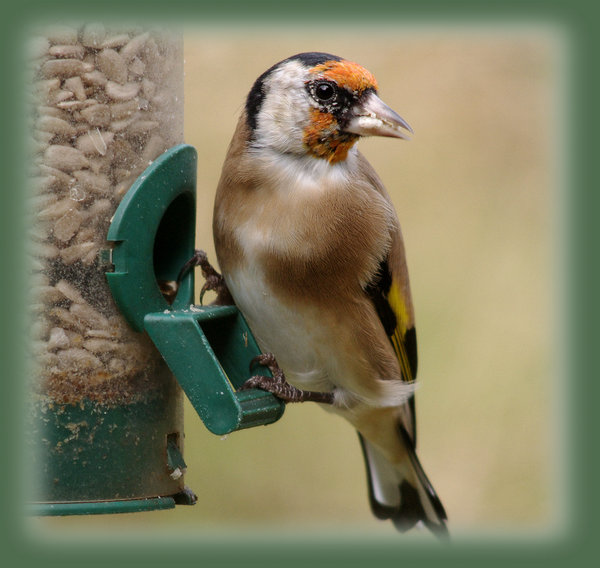 Sunflower Seed Lunch