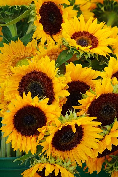 Sunflowers