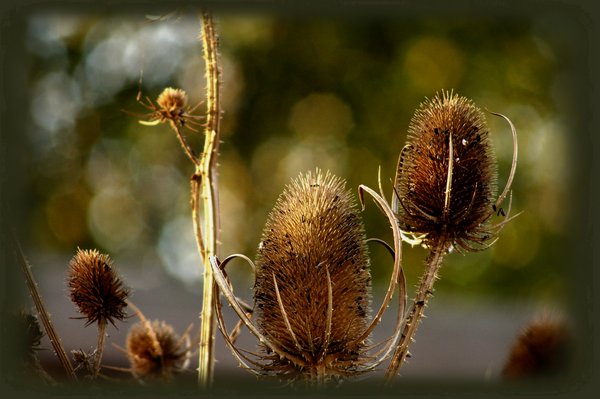 Teasels & Sunlight 2