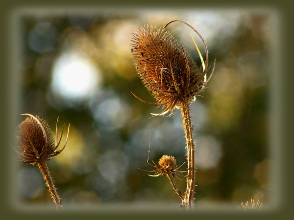 Teasels in Evening Sunlight