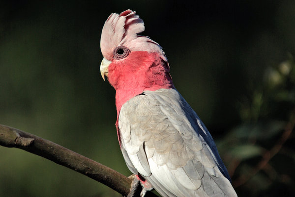 what a galah