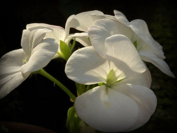 White Geraniums.