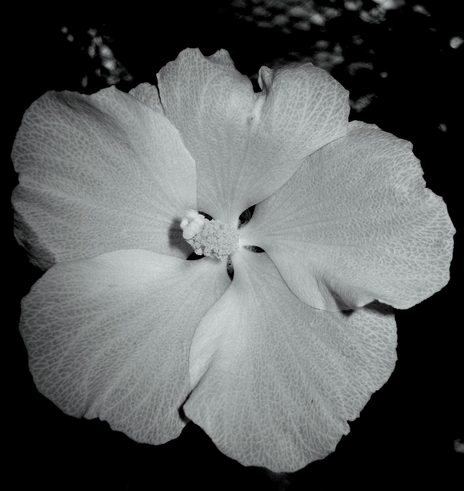 Hollyhock