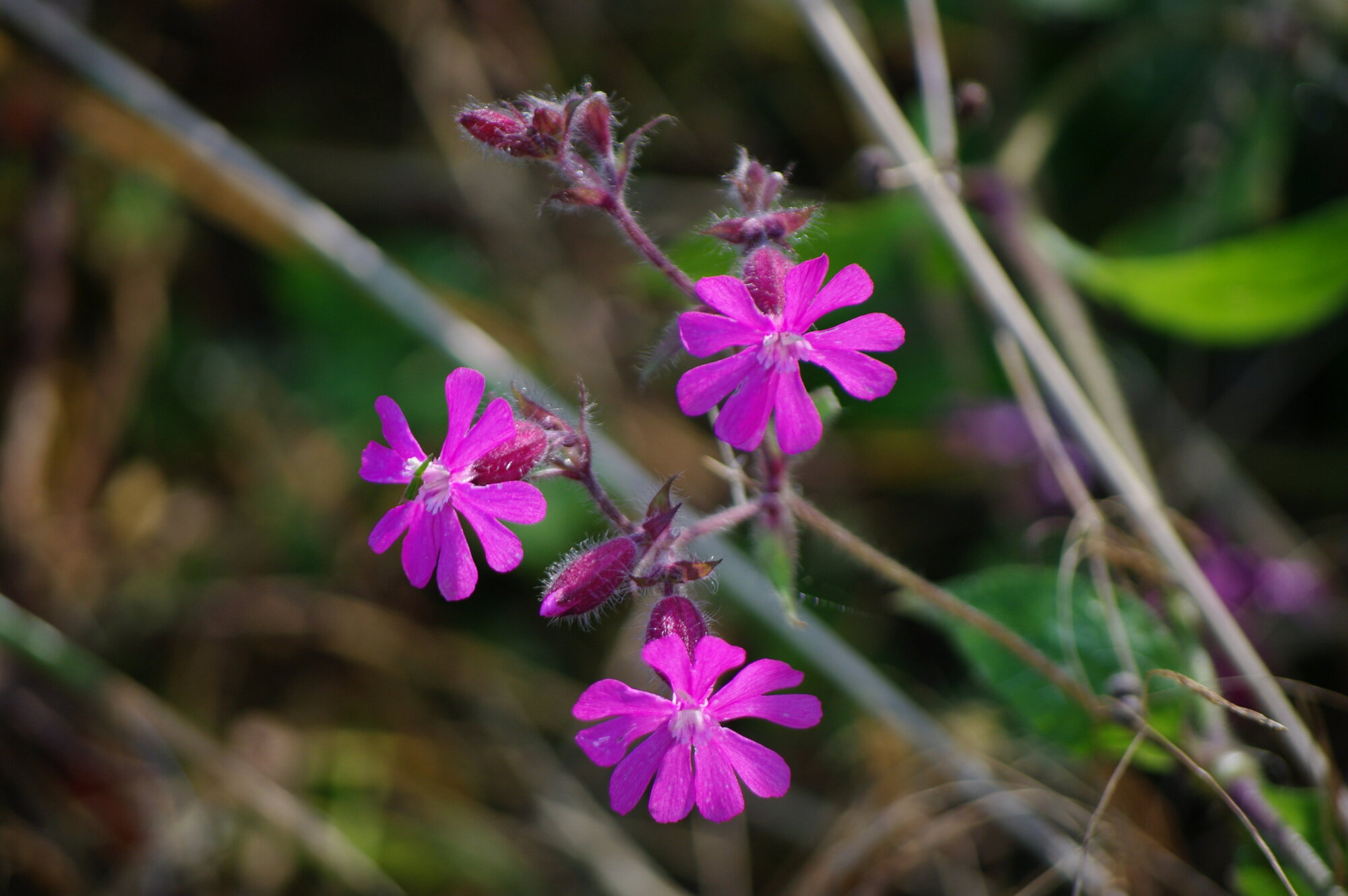 Red Campion - Silene dioica