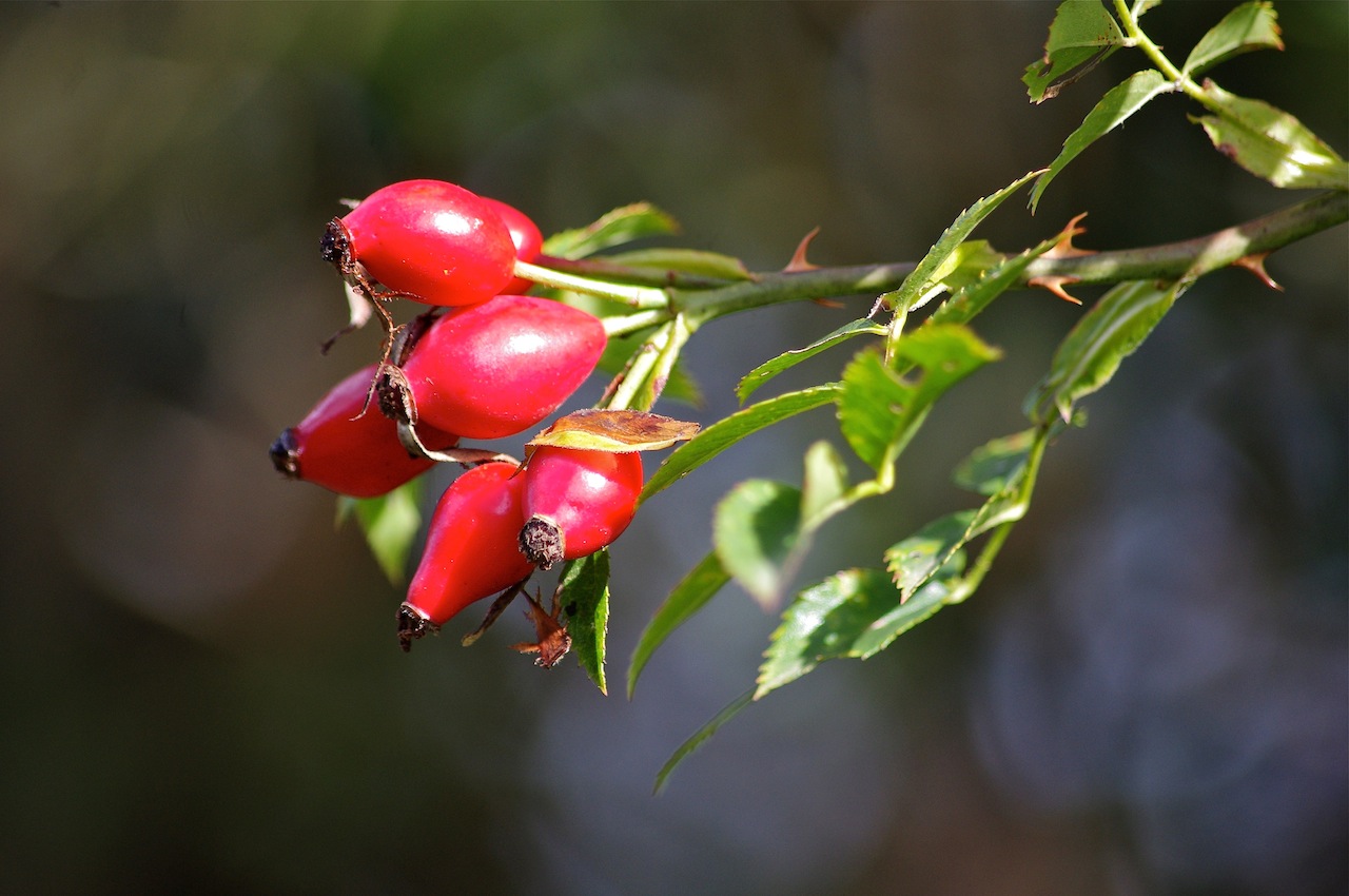 Rosehips