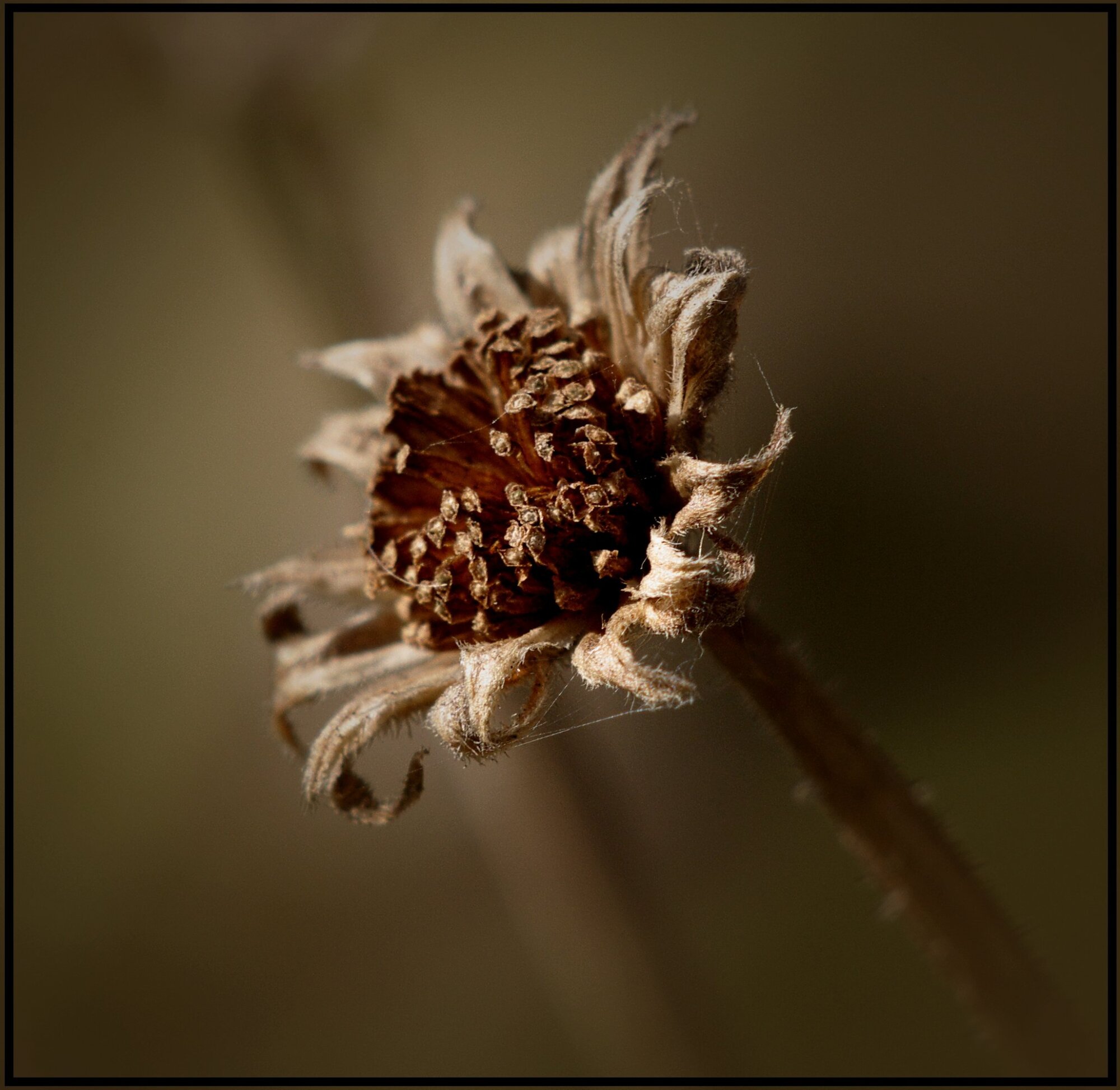 Withered Beauty