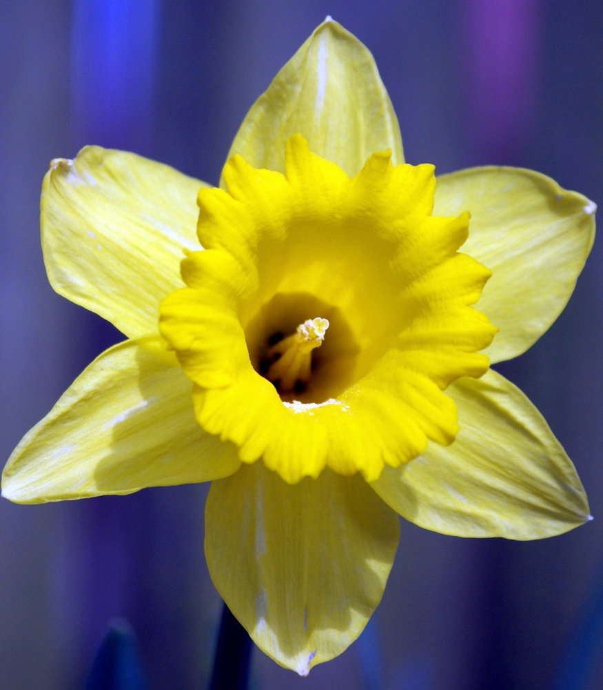 Daffodil