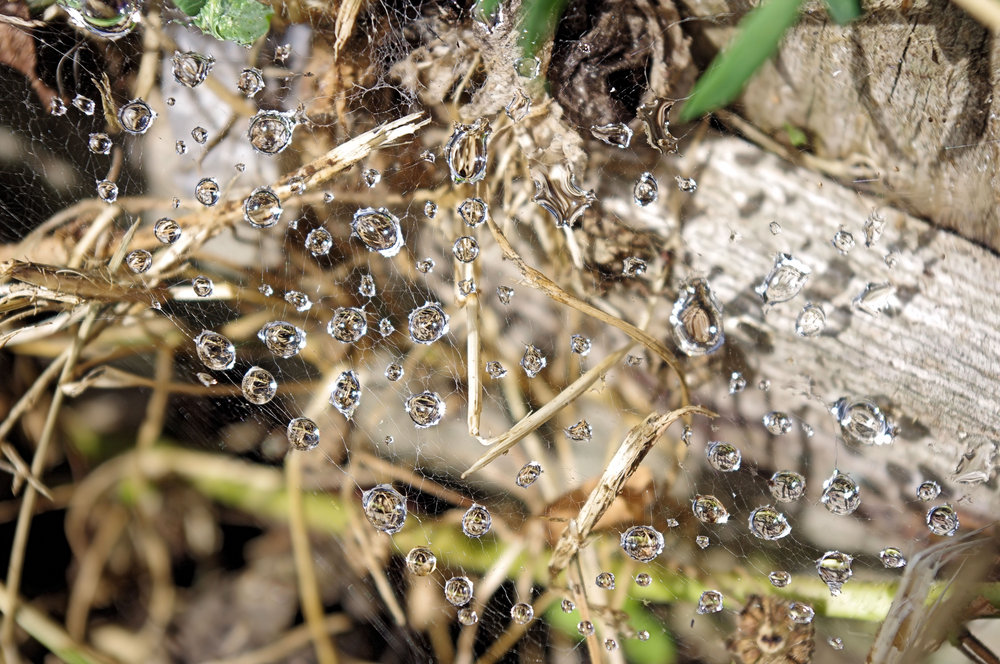 Drops