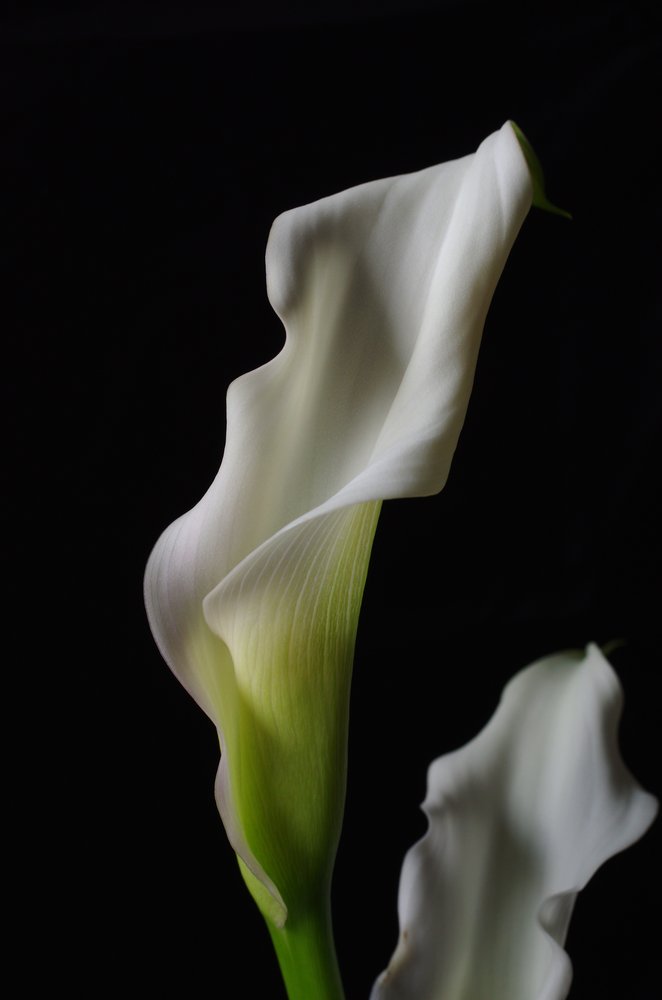 Flower.