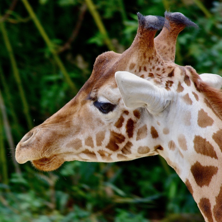 Giraffe