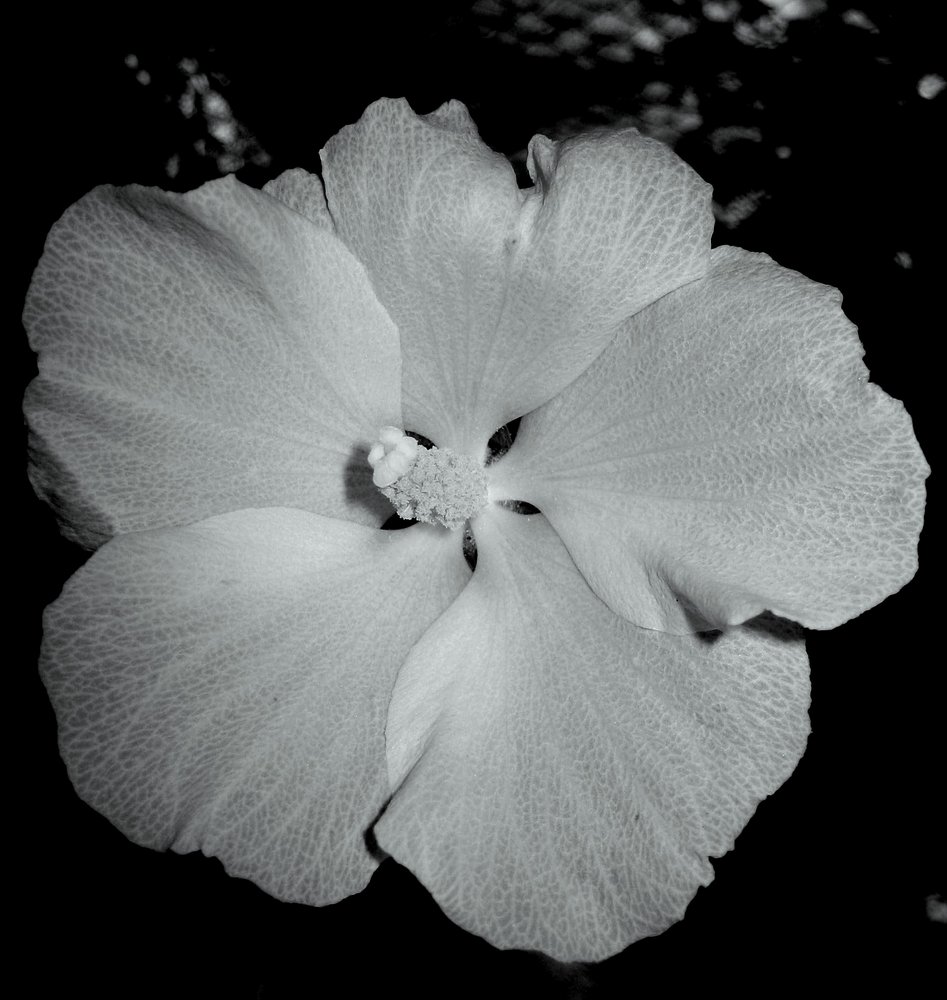 Hollyhock