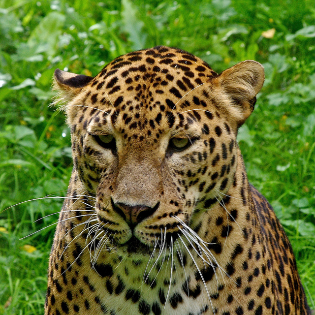 Leopard
