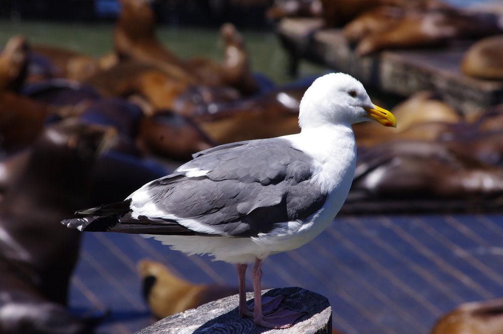 Seagull