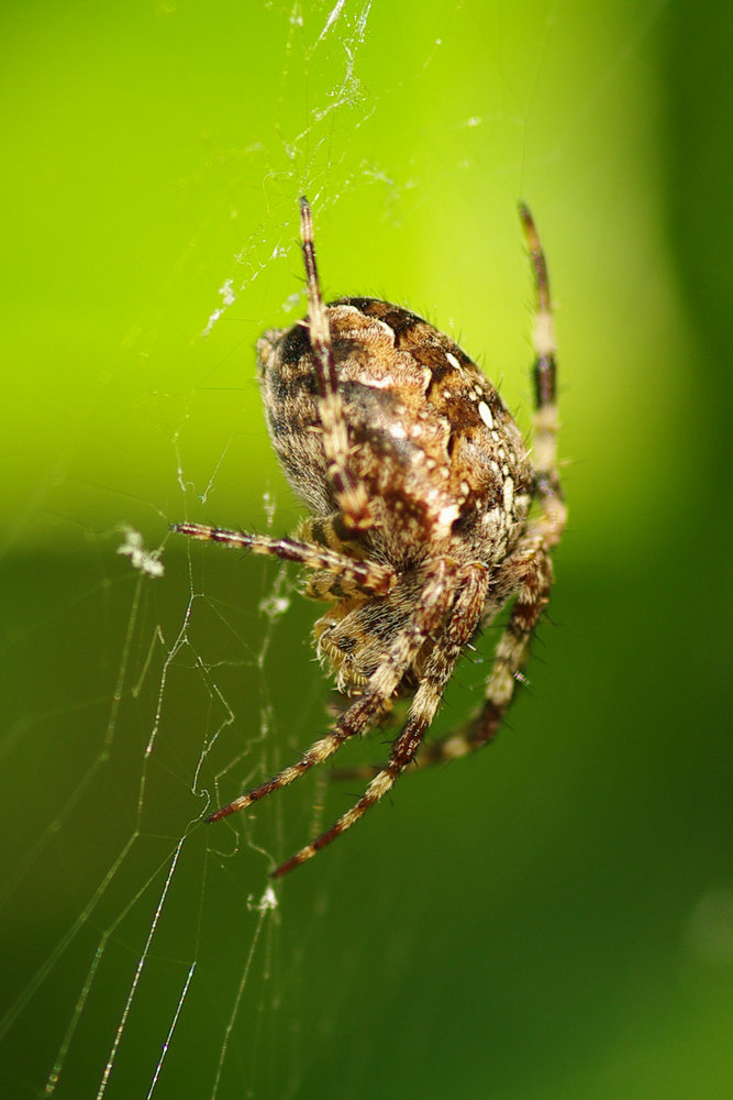 spider