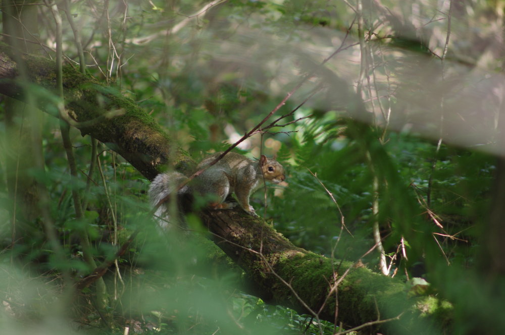 squirrel
