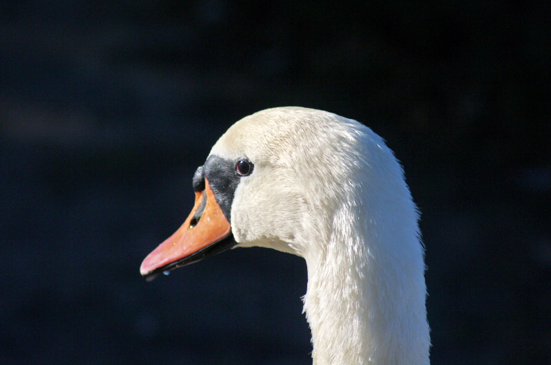 Swan 34